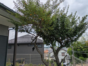 庭の梅の木伐採