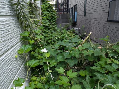 家周りの草、ツタの除草7