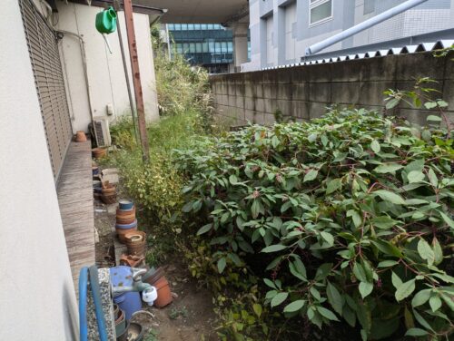 家左側面の草むしり、作業前