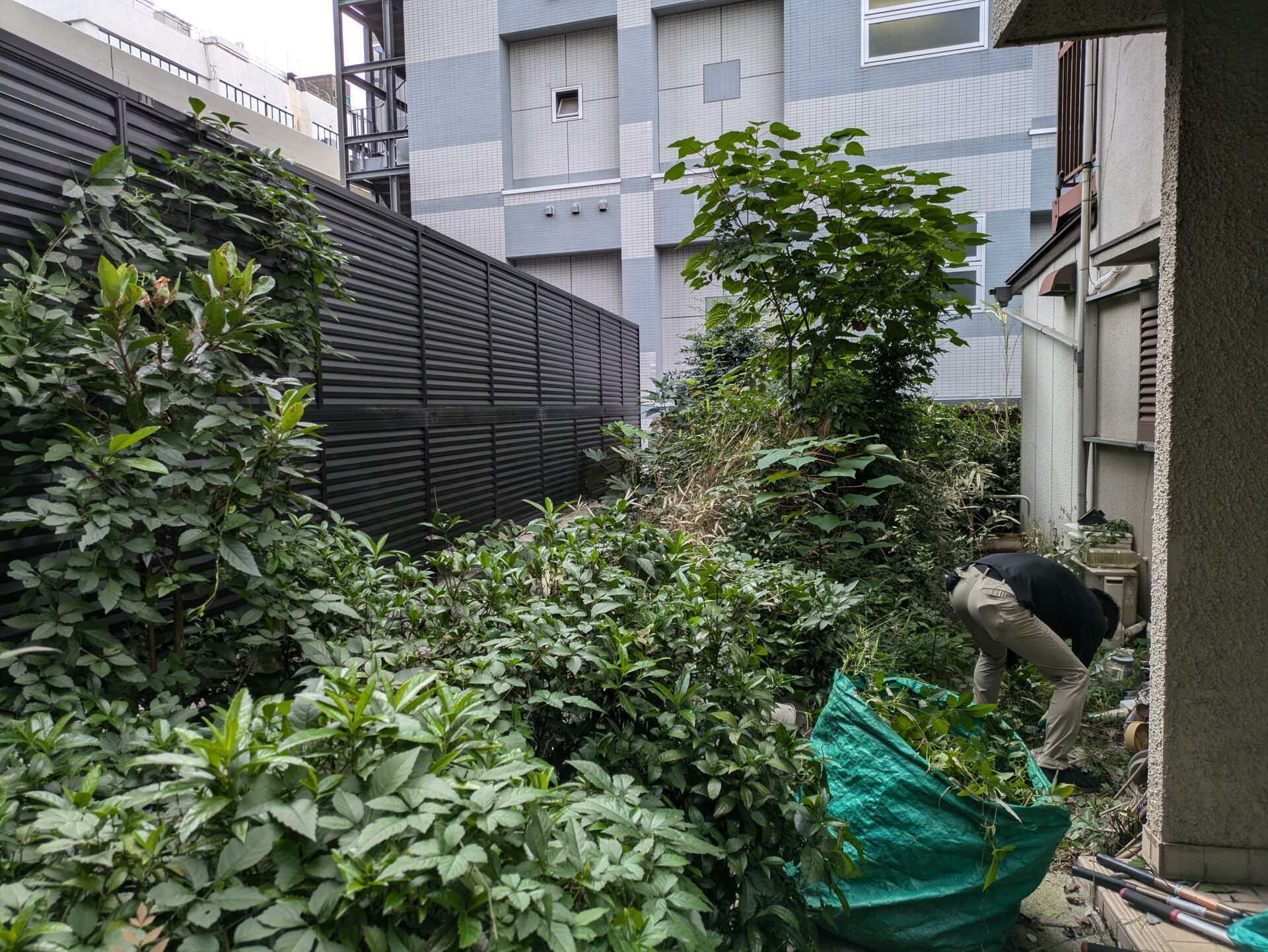 玄関前の草むしり、木の伐採、作業前